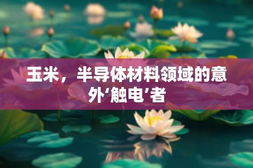 玉米，半导体材料领域的意外‘触电’者